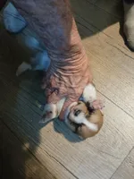 Puppy 2, a female Pembroke Welsh Corgi for sale in Jacksonville, FL – 2 of 3