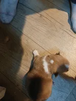 Puppy 2, a female Pembroke Welsh Corgi for sale in Jacksonville, FL – 3 of 3