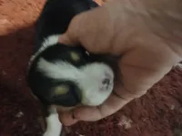 Pupp1 , a male Pembroke Welsh Corgi for sale in Jacksonville, FL – 2 of 2