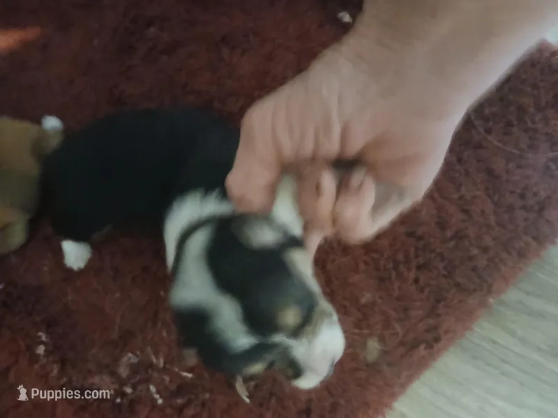 Pupp1  – Pembroke Welsh Corgi puppy for sale in Jacksonville, FL