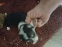 Pupp1 , a male Pembroke Welsh Corgi for sale in Jacksonville, FL – 1 of 2