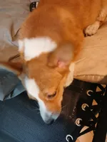 Puppy 2, a female Pembroke Welsh Corgi for sale in Jacksonville, FL – 4 of 4