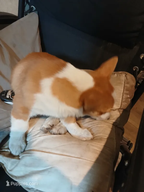 Puppy 2 – Pembroke Welsh Corgi puppy for sale in Jacksonville, FL