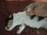 Puppy 3, a female Pembroke Welsh Corgi for sale in Jacksonville, FL – 3 of 3