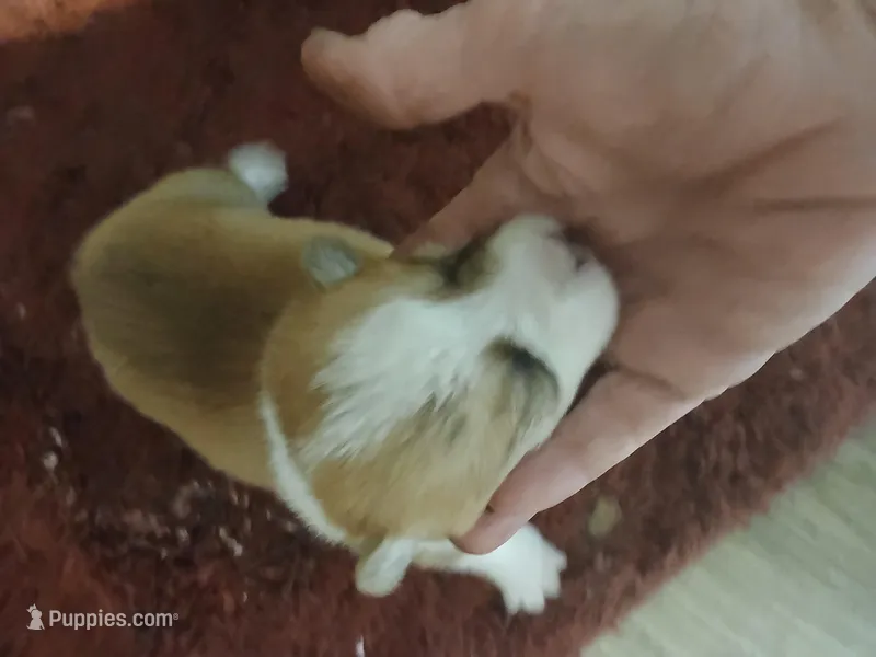 Puppy 3 – Pembroke Welsh Corgi puppy for sale in Jacksonville, FL