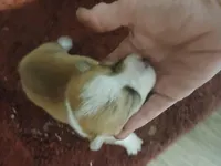 Puppy 3, a female Pembroke Welsh Corgi for sale in Jacksonville, FL – 1 of 3