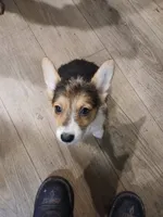 Puppy 3, a female Pembroke Welsh Corgi for sale in Jacksonville, FL – 3 of 4