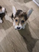 Puppy 3, a female Pembroke Welsh Corgi for sale in Jacksonville, FL – 4 of 4