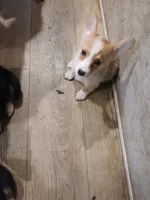 Puppy 2, a female Pembroke Welsh Corgi for sale in Jacksonville, FL – 2 of 4