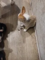 Puppy 2, a female Pembroke Welsh Corgi for sale in Jacksonville, FL – 2 of 4