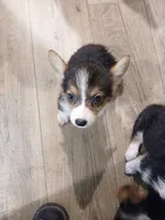 Puppy 1, a male Pembroke Welsh Corgi for sale in Jacksonville, FL – 3 of 3