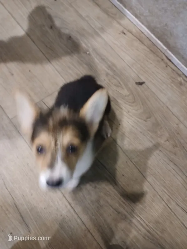 Puppy 3 – Pembroke Welsh Corgi puppy for sale in Jacksonville, FL
