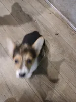 Puppy 3, a female Pembroke Welsh Corgi for sale in Jacksonville, FL – 1 of 4