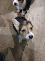 Puppy 3, a female Pembroke Welsh Corgi for sale in Jacksonville, FL – 2 of 4