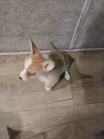 Puppy 2, a female Pembroke Welsh Corgi for sale in Jacksonville, FL – 3 of 4