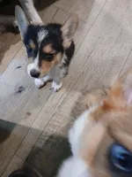 Puppy 4, a male Pembroke Welsh Corgi for sale in Jacksonville, FL – 4 of 4