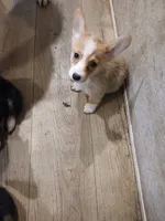 Puppy 2, a female Pembroke Welsh Corgi for sale in Jacksonville, FL – 4 of 4