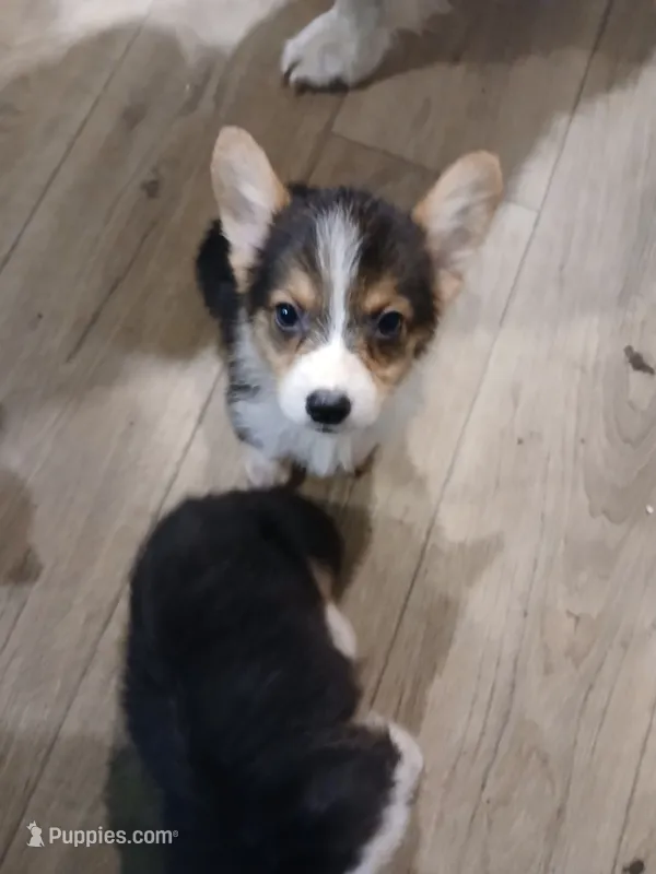 Puppy 1, a male Pembroke Welsh Corgi for sale in Jacksonville, FL – 1 of 3