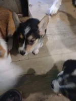 Puppy 4, a male Pembroke Welsh Corgi for sale in Jacksonville, FL – 2 of 4
