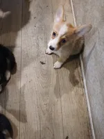 Puppy 2, a female Pembroke Welsh Corgi for sale in Jacksonville, FL – 3 of 4