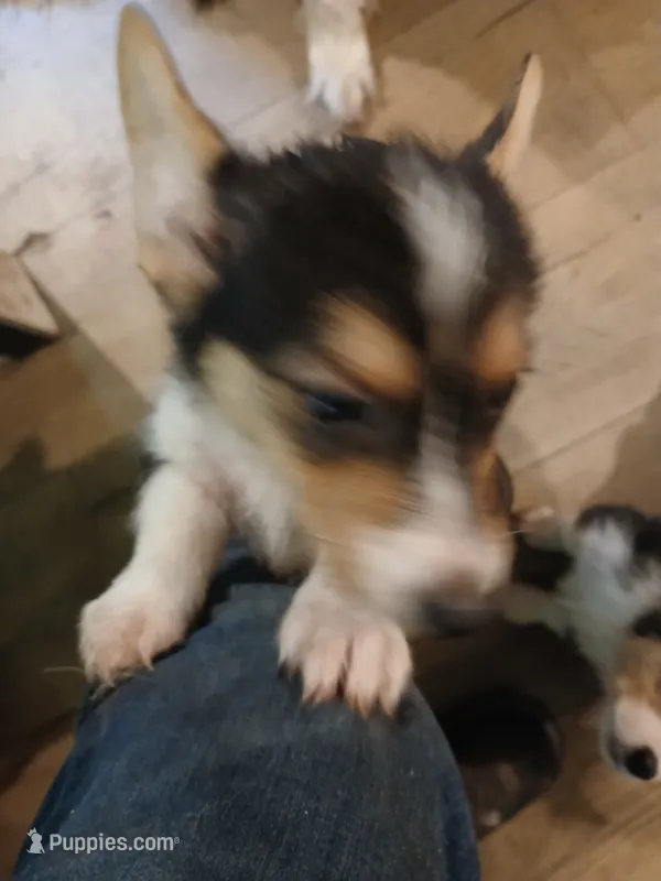 Puppy 4, a male Pembroke Welsh Corgi for sale in Jacksonville, FL – 1 of 4