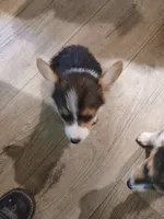 Puppy 1, a male Pembroke Welsh Corgi for sale in Jacksonville, FL – 2 of 3