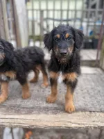 Drummer, a male Miniature Aussiedoodle for sale in Homosassa, FL – Photo 1 of 8