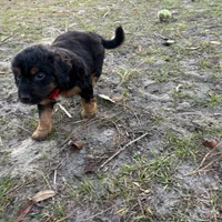 Drummer, a male Miniature Aussiedoodle for sale in Homosassa, FL – Photo 7 of 8