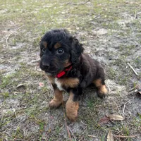 Drummer, a male Miniature Aussiedoodle for sale in Homosassa, FL – Photo 8 of 8