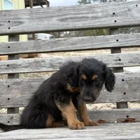 Drummer, a male Miniature Aussiedoodle for sale in Homosassa, FL – Photo 4 of 8