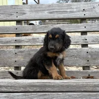 Drummer, a male Miniature Aussiedoodle for sale in Homosassa, FL – Photo 3 of 8