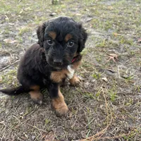 Drummer, a male Miniature Aussiedoodle for sale in Homosassa, FL – Photo 6 of 8