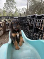 Drummer, a male Miniature Aussiedoodle for sale in Homosassa, FL – Photo 2 of 8