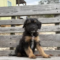 Frenchie, a male Poodle - Miniature  and Miniature Aussiedoodle for sale in Homosassa, FL – Photo 3 of 4