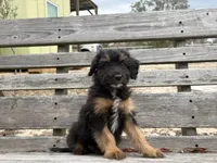 Frenchie, a male Poodle - Miniature  and Miniature Aussiedoodle for sale in Homosassa, FL – Photo 1 of 2
