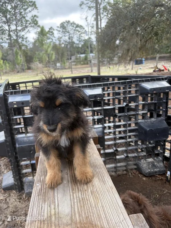 Frenchie – Poodle - Miniature , Miniature Aussiedoodle puppy for sale in Homosassa, FL