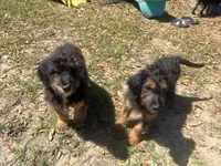 Frenchie, a male Poodle - Miniature  and Miniature Aussiedoodle for sale in Homosassa, FL – Photo 2 of 4