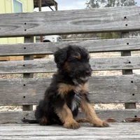 Frenchie, a male Poodle - Miniature  and Miniature Aussiedoodle for sale in Homosassa, FL – Photo 4 of 4