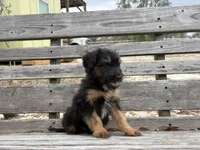 Frenchie, a male Poodle - Miniature  and Miniature Aussiedoodle for sale in Homosassa, FL – Photo 2 of 2