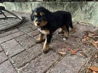 Partridge, a female Miniature Aussiedoodle for sale in Homosassa, FL – Photo 7 of 7