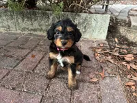 Partridge, a female Miniature Aussiedoodle for sale in Homosassa, FL – Photo 5 of 7