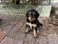 Partridge, a female Miniature Aussiedoodle for sale in Homosassa, FL – Photo 6 of 7
