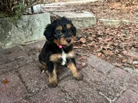 Partridge, a female Miniature Aussiedoodle for sale in Homosassa, FL – Photo 4 of 7