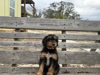 Partridge, a female Miniature Aussiedoodle for sale in Homosassa, FL – Photo 1 of 7
