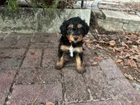 Partridge, a female Miniature Aussiedoodle for sale in Homosassa, FL – Photo 3 of 7