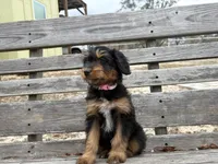 Partridge, a female Miniature Aussiedoodle for sale in Homosassa, FL – Photo 2 of 7