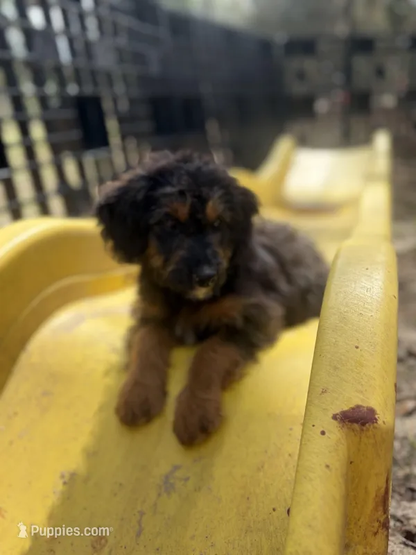 Birdie – Poodle - Miniature , Miniature Aussiedoodle puppy for sale in Homosassa, FL