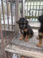 Birdie, a male Poodle - Miniature  and Miniature Aussiedoodle for sale in Homosassa, FL – Photo 2 of 6