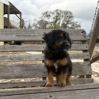 Birdie, a male Poodle - Miniature  and Miniature Aussiedoodle for sale in Homosassa, FL – Photo 6 of 6
