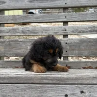 Birdie, a male Poodle - Miniature  and Miniature Aussiedoodle for sale in Homosassa, FL – Photo 5 of 6